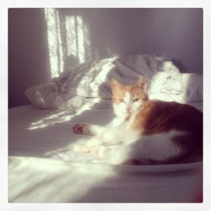 Kattens ljus